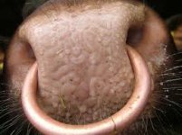 bull nose ring.jpg