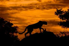 cheetah_at_sunset.webp