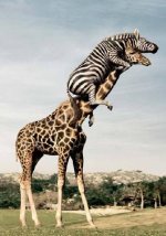 funny_giraffe_and_zebra-4026.jpg