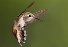 Hummingbird-Behaviors.jpg