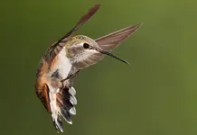 Hummingbird-Behaviors.webp