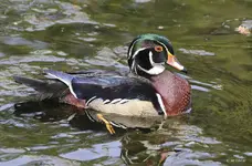 wood-duck-portrait.webp