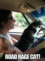 cat-humor-road-rage-car.webp