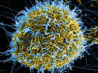 h1n1-virus-could-kill-the-world-2.webp