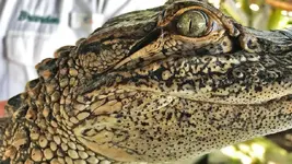 gatorcloseup.webp