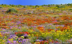 hester_malan_wildflower_garden_3009_jpg_original.webp