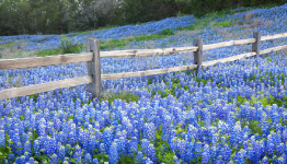 Texas-Bluebonnet.png