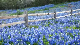 Texas-Bluebonnet.webp