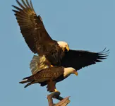 dan_pancamo_baytown_bald_eagles_fall_2010-1.webp