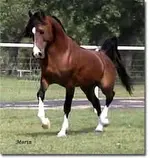 Arabian Stallion.webp