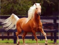 Golden Palomino 2.jpg