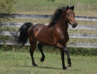 Morgan horse.jpg