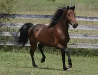 Morgan horse.webp