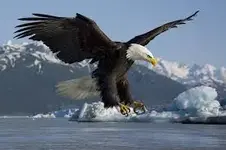 Eagle 1.webp