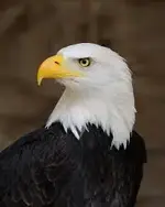 Eagle 2.webp