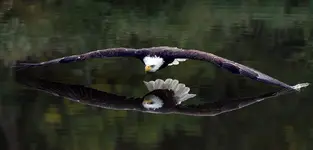 eagle 3.webp