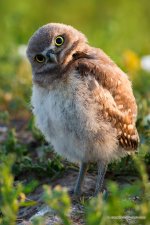 IMG_3008-owlet-head-tilt-vertical.jpg