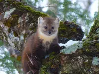 Newfoundland_Pine_Marten.webp