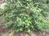 copper, spanish, bushes 003.webp