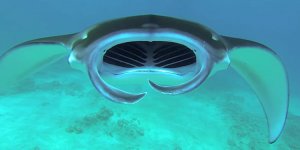 o-DIVING-GIANT-OCEANIC-MANTA-RAY-facebook.jpg