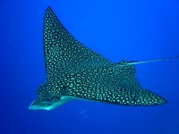 Spotted-Eagle-Ray.jpg