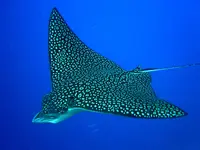 Spotted-Eagle-Ray.webp