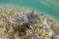 bonnethead_adrian_gray_bonneth_mg_4956.jpg