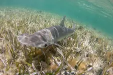 bonnethead_adrian_gray_bonneth_mg_4956.webp