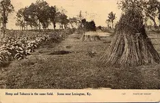 near_lexington_ky.webp