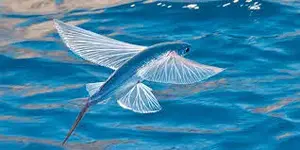 flying fish.webp