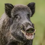 Wildschwein_Keiler.webp