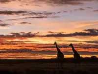 Giraffe at Sunrise, Masai-Mara Game Reserve, Kenya.webp