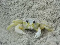 c506e9fc23a37f2f4861849ae6e402d1--virginia-beach-crabs.webp