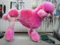 f91beb3ee2a1691df2464519f45aeee9--pink-poodle-continental.jpg