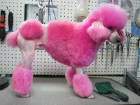 f91beb3ee2a1691df2464519f45aeee9--pink-poodle-continental.webp