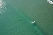 Drone-pilot-shocked-by-sharks-swimming-around-Florida-surfers.webp