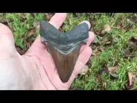 Prehistoric Shark Tooth.webp