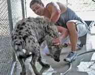 jake the hyena and bryan3.webp