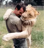 the lion whisperer2.webp