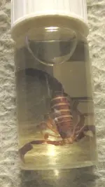 Scorpion 001.webp