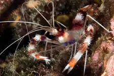 Coral-Banded-Shrimp-5a29860bd92b09001a55313e.webp