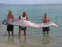 giant-oarfish.webp