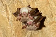 bats_lesser-mouse-eared.webp