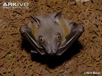 Lesser-short-nosed-fruit-bat-hanging-from-roost.webp