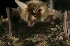 Pallid-bat-and-scorpion.webp