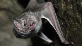 Vampire_Bat.webp