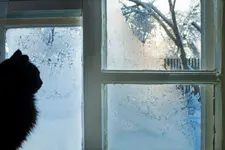 cat at frosted window.webp