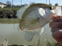 smlcrappie1.webp