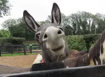 Donkey-Smiley-Face-Funny-Picture.webp