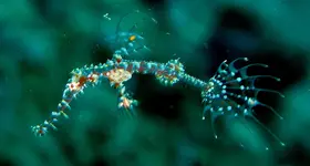 Juvenile_Ornate_Ghost_PipeFish.webp